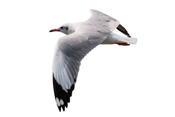 Seagull Flying Isolated White Background Clipping Paths — Stock Photo, Image