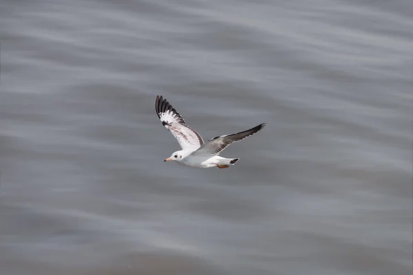 Möwen Fliegen Über Das Meer — Stockfoto