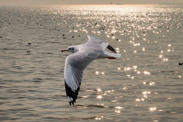 Möwen Fliegen Über Das Meer — Stockfoto