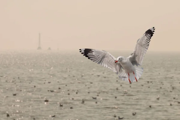 Möwen Fliegen Ewigen Flug Über Das Meer — Stockfoto