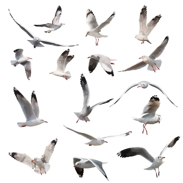 Set Seagulls Flying Isolated White Background — Stock Photo, Image