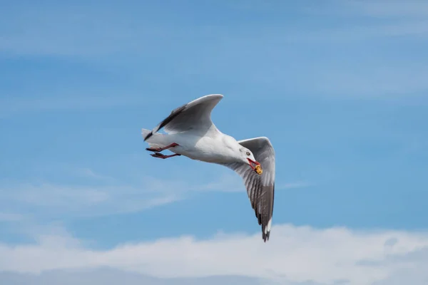 Seagull Flying Sky Eating Piece Bread — Stock Photo, Image