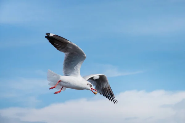 Burung Camar Terbang Langit Dan Makan Sepotong Roti — Stok Foto