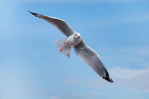 Seagulls Latania Wśród Błękitne Niebo — Zdjęcie stockowe