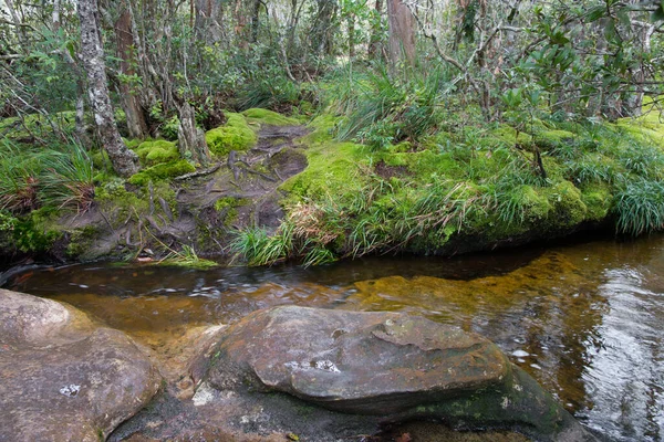 Prachtig Landschap Kalme Bergstroom Stromend Groen Bos — Stockfoto