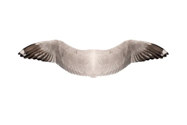 Asas Pássaro Isolado Fundo Branco Caminhos Recorte — Fotografia de Stock