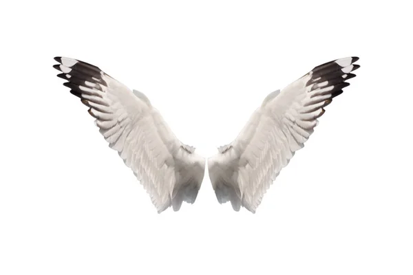 Крылья Птицы Изолированы Белом Фоне Обрезка Путей — стоковое фото