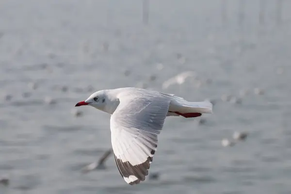 Möwen Fliegen Über Das Meer — Stockfoto