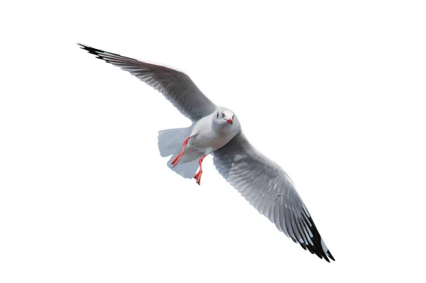 Seagull Flying Isolated White Background Clipping Paths — Stock Photo, Image