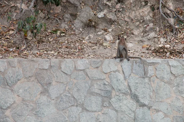 Scimmia Seduta Sulla Roccia — Foto Stock