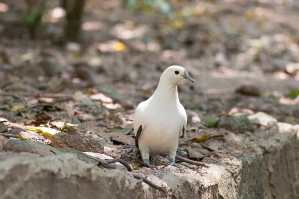 Potret Merpati Putih — Stok Foto