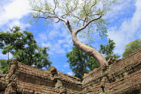 Prohm Temple Siem Reap Cambodge — Photo