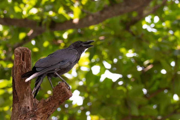 Cuervo Negro Corvus Corone Encaramado Árbol Buscando Comida — Foto de Stock