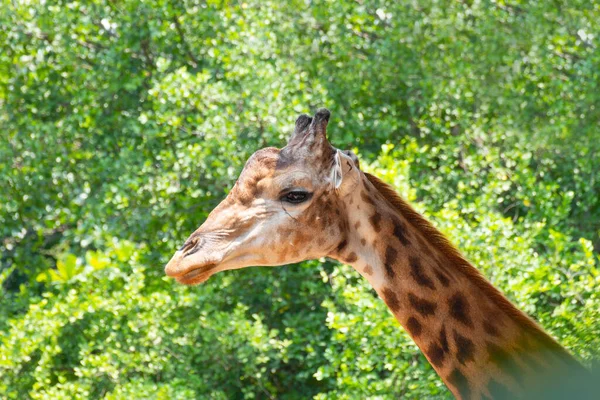 Avvicinamento Una Giraffa — Foto Stock