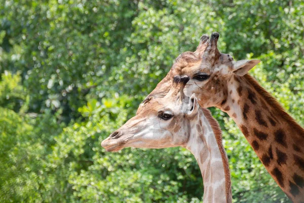 Fechar Umas Girafas — Fotografia de Stock