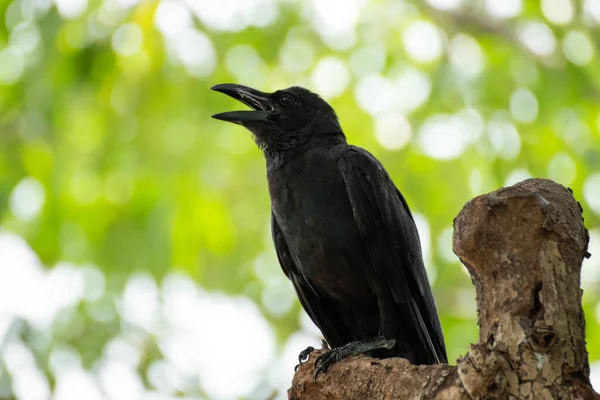 Korona Czarna Corvus Corone Siedząca Drzewie — Zdjęcie stockowe