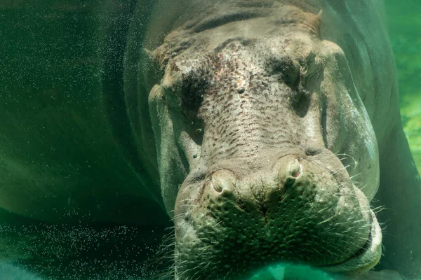 Hippopotamus Flodhäst Sover Vattnet — Stockfoto