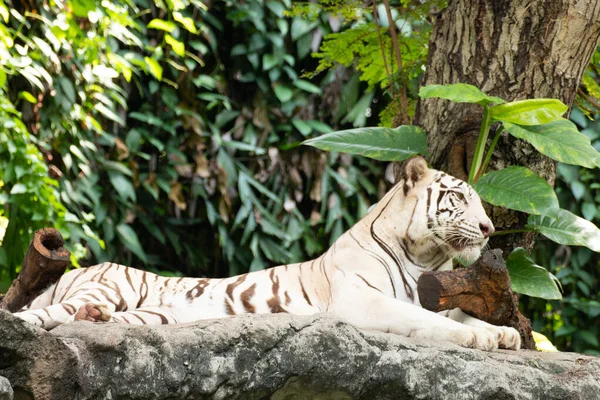 Tigre Blanc Sur Rocher Regarder Quelque Chose — Photo