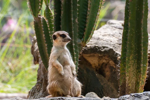 Meerkat岩の上に座って何かを見て — ストック写真