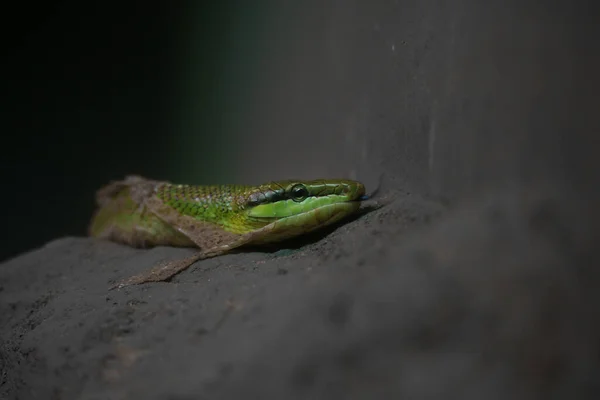 Крупним Планом Зелена Змія Линька — стокове фото