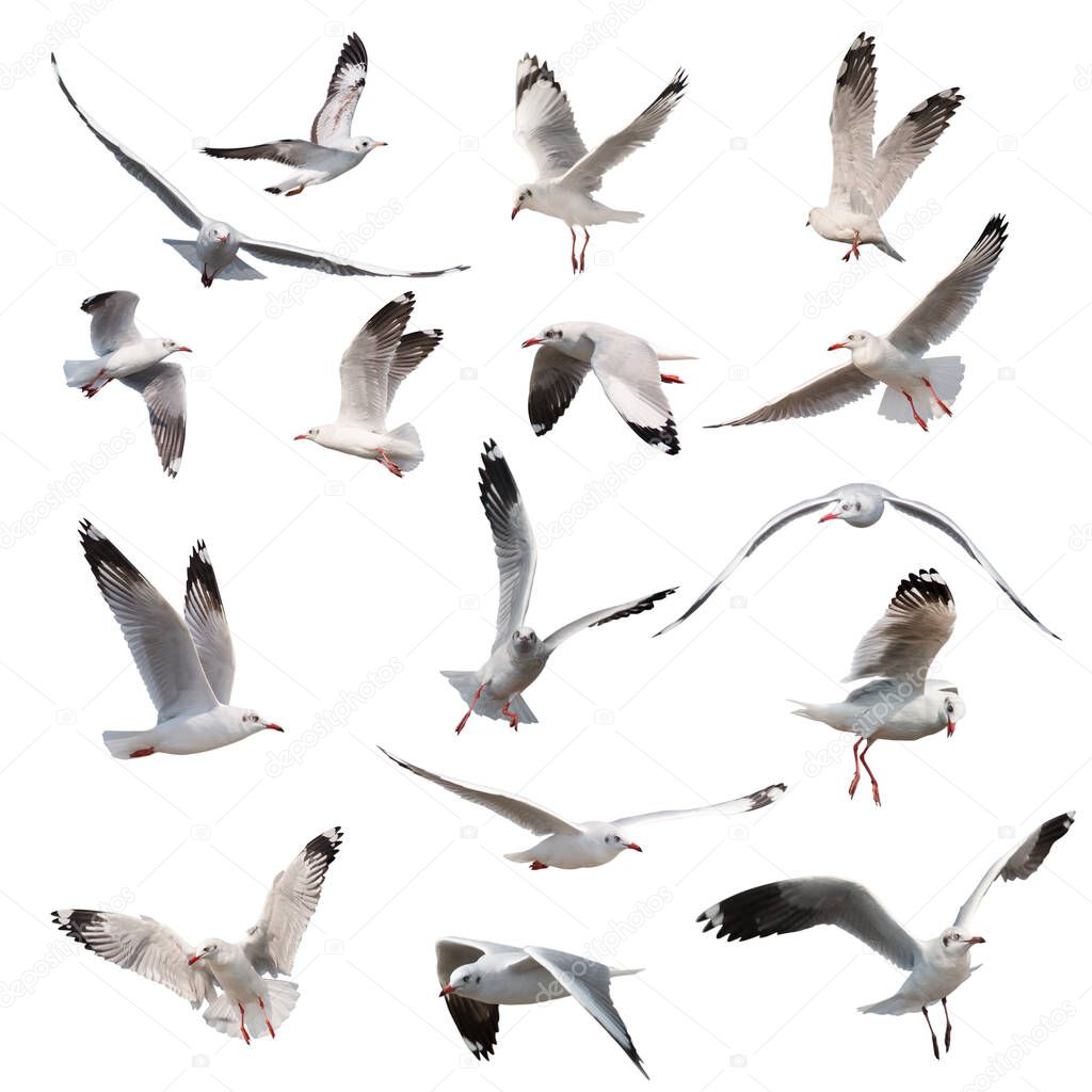 Set of seagulls flying isolated on white background 