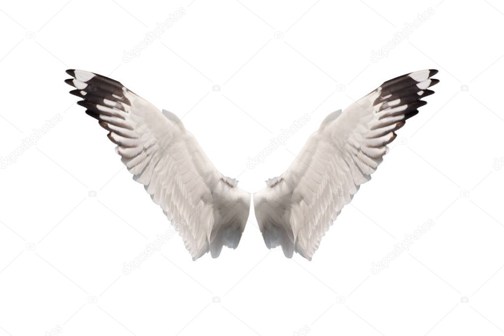 wings bird isolated on white background - clipping paths