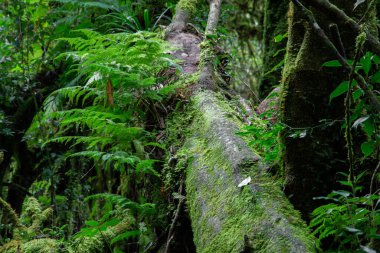 Yağmur ormanındaki yaşlı ağaç.