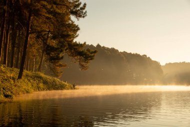Sabahları göl kenarındaki ormanın sakin manzarası