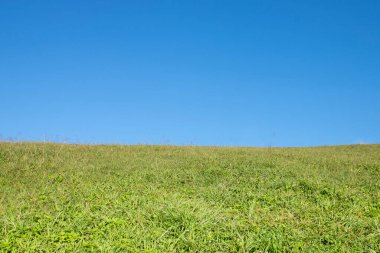 Yeşil çimen alanı ve mavi gökyüzü arkaplanı.