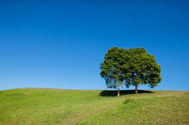 ağaç ve yeşil çimen alanı mavi gökyüzü arkaplanlı.