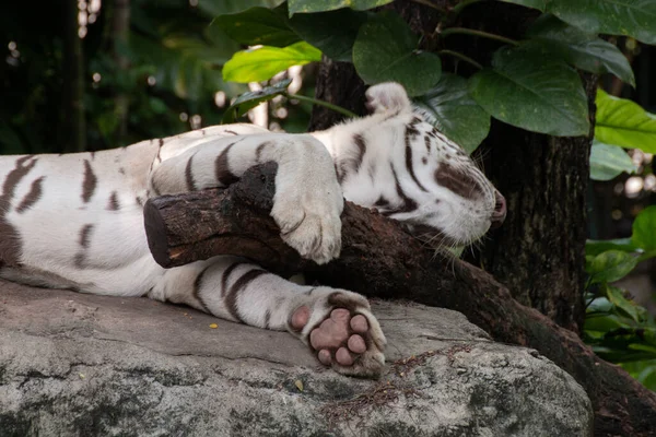 Tigre Blanco Durmiendo Roca — Foto de Stock