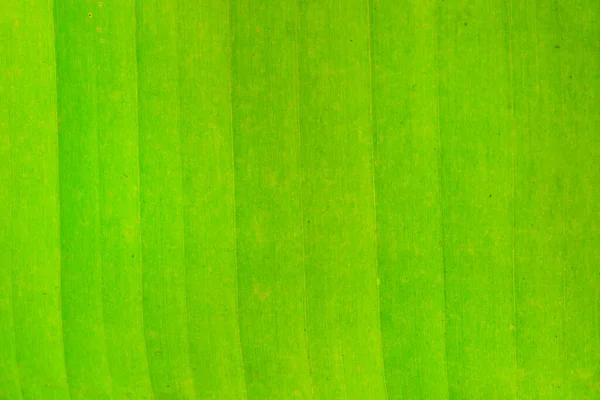 Tekstuuri Tausta Banaani Lehtiä — kuvapankkivalokuva