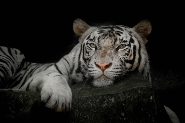 Primer Plano Tigre Blanco — Foto de Stock