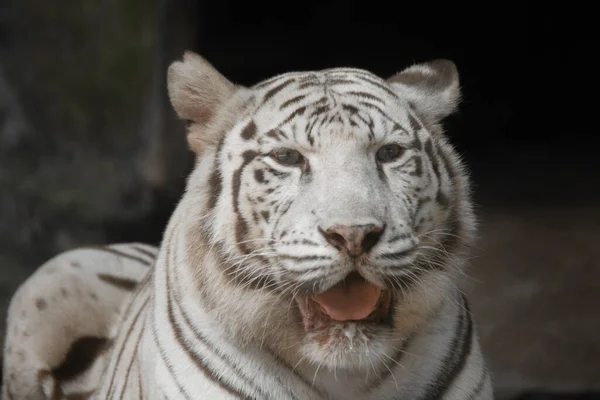 Nahaufnahme Eines Weißen Tigers — Stockfoto