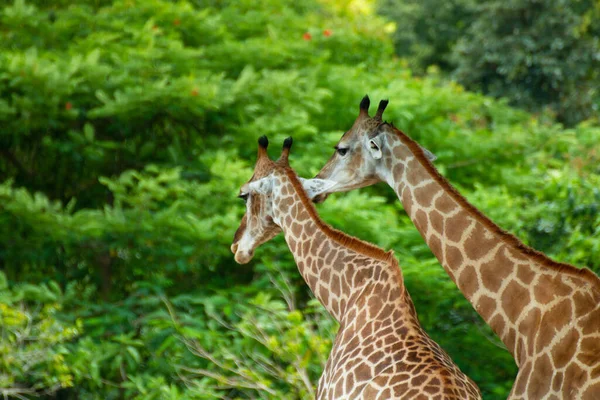 Avvicinamento Una Giraffa — Foto Stock