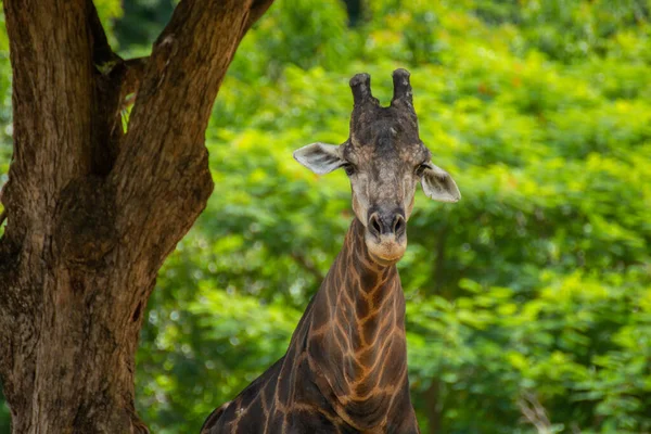 Fechar Umas Girafas — Fotografia de Stock