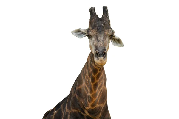 Gros Plan Une Girafe Isolée Sur Fond Blanc Chemins Coupe — Photo