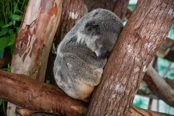 Koala Dormir Sur Arbre — Photo