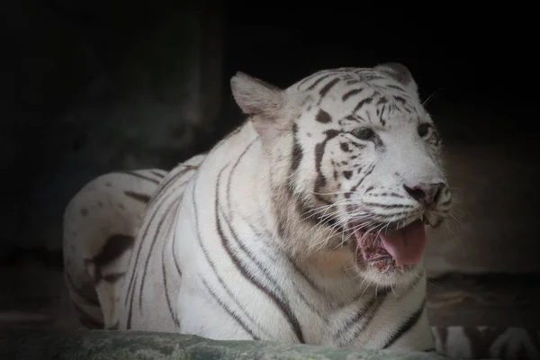 Fechar Tigre Branco — Fotografia de Stock