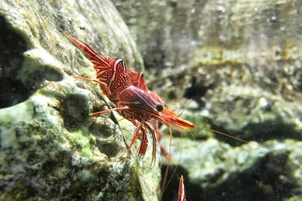 Hingebeak Garnelen Aquarium — Stockfoto