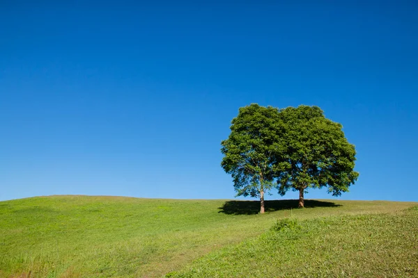 Strom Zelená Tráva Pole Modrým Nebem Pozadí — Stock fotografie