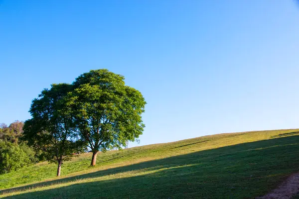 Árvore Campo Grama Verde Com Fundo Azul Céu — Fotografia de Stock