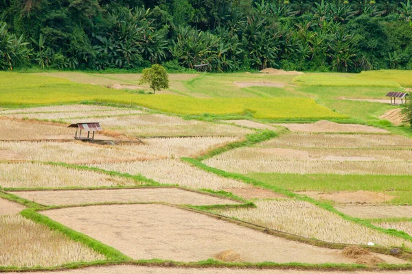 Campo Arroz Tailandia — Foto de Stock