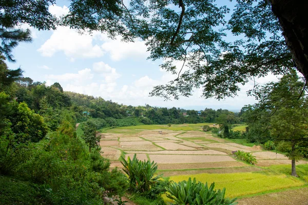 Rijstveld Thailand — Stockfoto