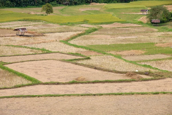 Campo Arroz Tailandia — Foto de Stock