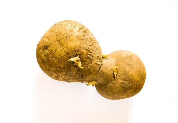 Strange Potatoe — Stock Photo, Image