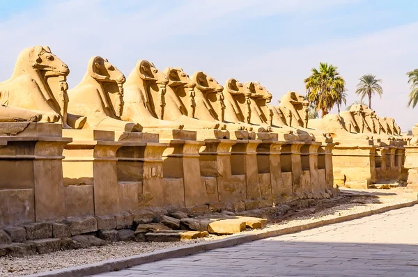 Béliers dans le temple Karnak à Louxor, Egypte — Photo
