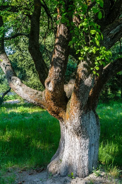 Un gran árbol en un jardín —  Fotos de Stock