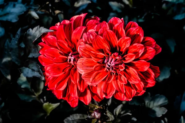 Güzel bir kırmızı dahlias — Stok fotoğraf