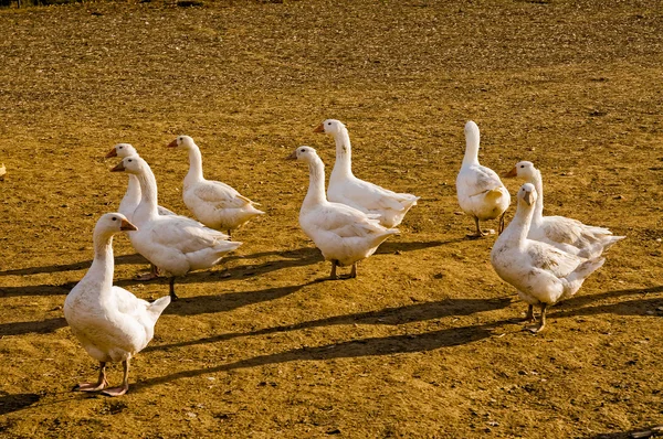 Domestic Geese — Stock Photo, Image